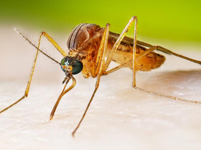 Adult female Cx. quinquefasciatus mosquito taking a blood meal. Picture: Supplied