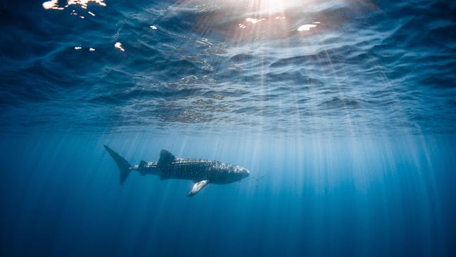 Feasting: a whale shark at Ningaloo. Picture: Ollie Clarke