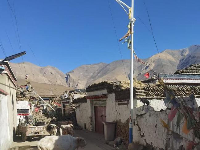 Livestock roam amid debris from damaged houses in Shigatse, southwestern China's Tibet region. Picture: AFP