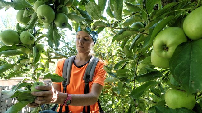 Mr Elphick alleged Border Force staff suggested his senior staff member could always go fruit picking. Picture: Luis Enrique Ascui.