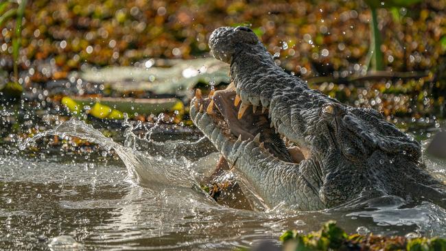 Mother and daughter Georgina and Jacinta Barbour captured these photos of a crocodile eating a snake in the Yellow Water Billabong. Picture: Georgina Barbour