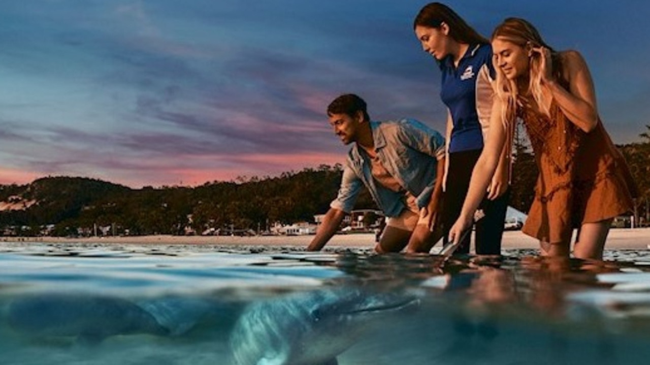Tourists pay up to $295 for a Tangalooma package which includes hand feeding dolphins in the water, despite it is in a marine park. Picture: Tangalooma Resort