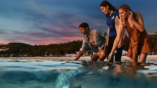 Tourists pay up to $295 for a Tangalooma package which includes hand feeding dolphins in the water, despite it is in a marine park. Picture: Tangalooma Resort