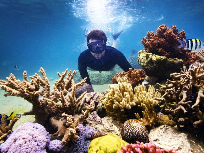 Johnny Gaskell swimming on the living reef in the coral lagoon at Daydream Island, home to over 100 species of marine fish, rays, coral and invertebrates. Photo: Lachie Millard