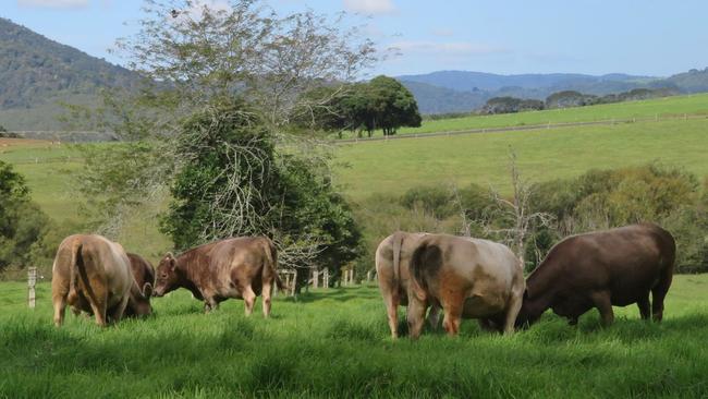 Sue Francis' NSW farm.