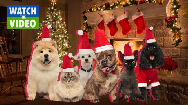 Is your pet an elf or a Santa?