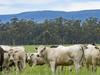 Beef exports on track to break records