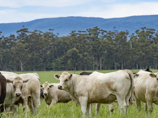 NEWS: Calf Sale PreviewLeon is selling 220 heifers and steers at the upcoming Pakenham weaner cattle sales. PICTURED: Generic farm. Beef cattle. Charolais and Angus cattle. Stock photo. Rural landscape.Picture: Zoe Phillips