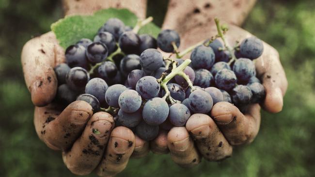 This year’s wine grape harvest is very large, and of great quality, industry players say.