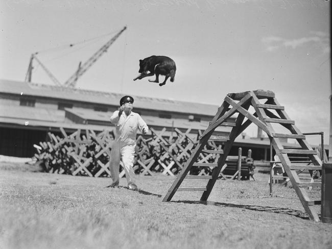 Constable Denholm training a dog in 1946. Picture Ivan Ives, State Library of NSW