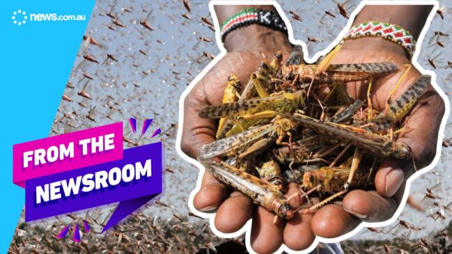 Locusts invade Argentina | Top stories | From the Newsroom