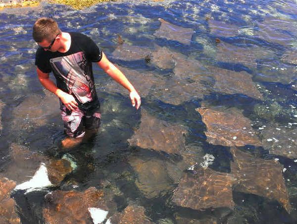 Stingrays has group surrounded in Woody Head rock pools | Daily Telegraph