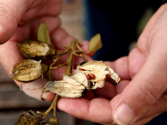 The pods from the Norfolk Island hibiscus can cause pain or itching.