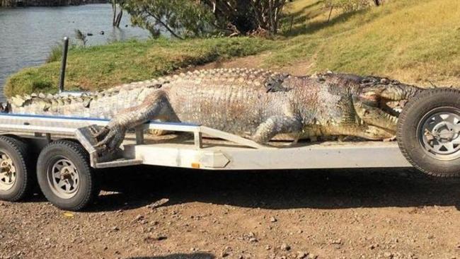 First look at monster croc shot dead | Townsville Bulletin