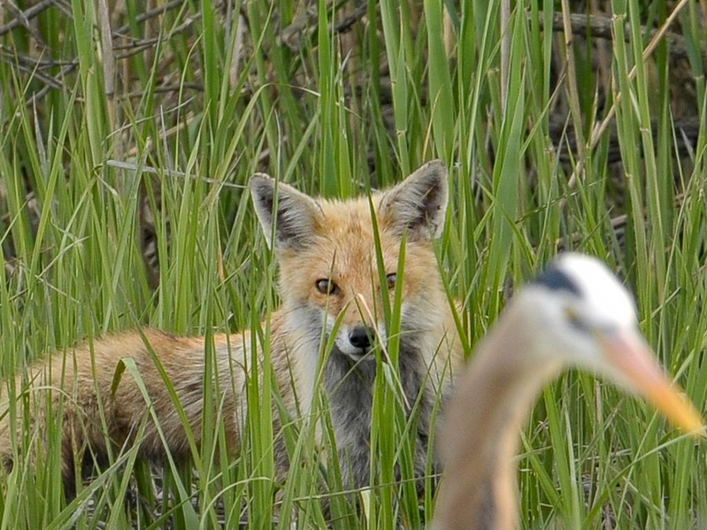 The fox knew it was worth hanging around. Picture: Sam Davis/Jam Press