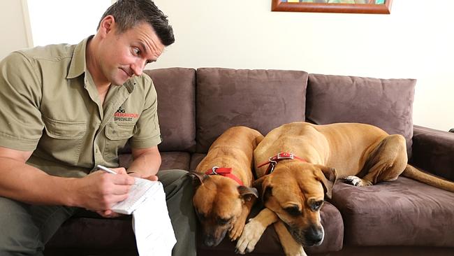 More and more pet owners are turning to animal “psychologists” to cure the  mad pets | Herald Sun