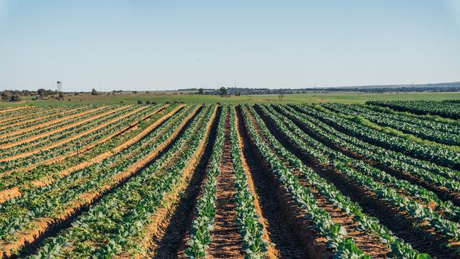 Eldridge Fresh Organics vegetable paddocks.