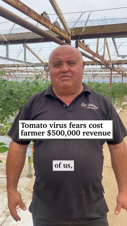 Tomato virus fears cost farmer $500,000 revenue