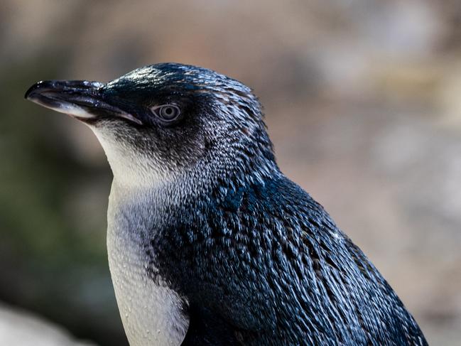 Biggie the little blue penguin from the Sunshine Coast has arrived in town and is looking for love.