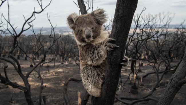 Koala on Kangaroo Island after the bushfires. Picture: Brad Fleet