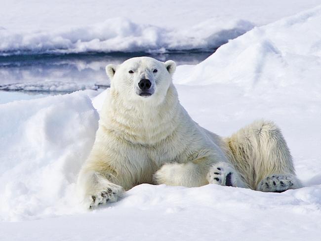 Polar bear in Arctic Svalbar, Norway. Picture: Lindblad