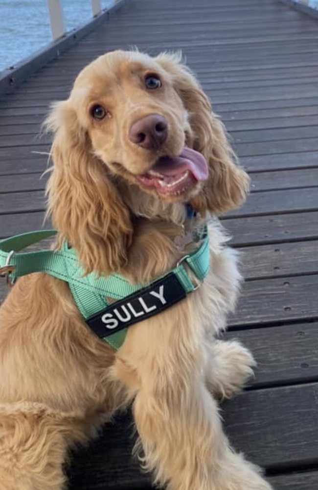 Sully: Katie Brown's 7 month old English Cocker Spaniel