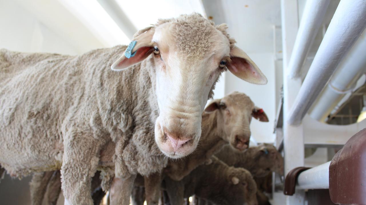 Live export trade improves the health of some sheep, according to Senator David Leyonhjelm. Picture: Supplied