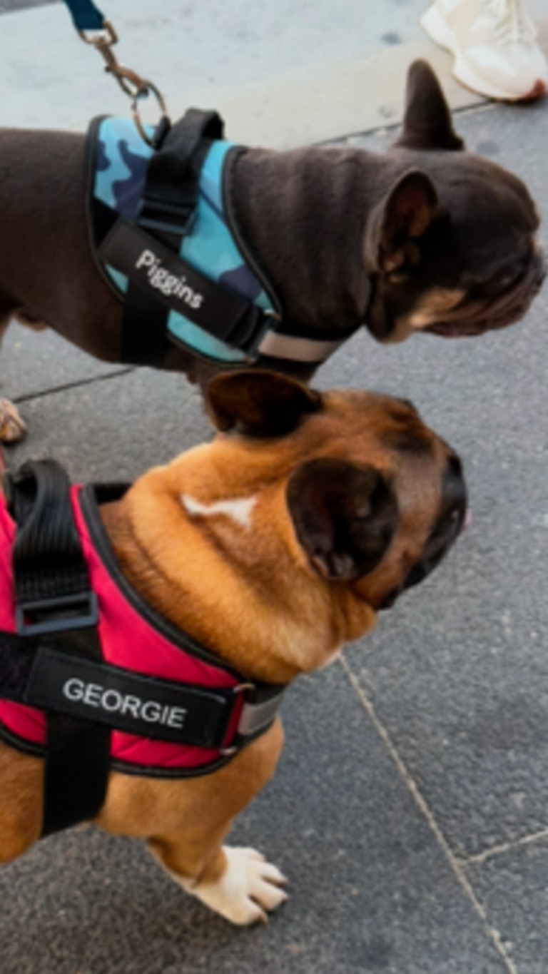 A couple of Rabbitohs fans have named their dogs George and Piggins. Credit: Supplied.