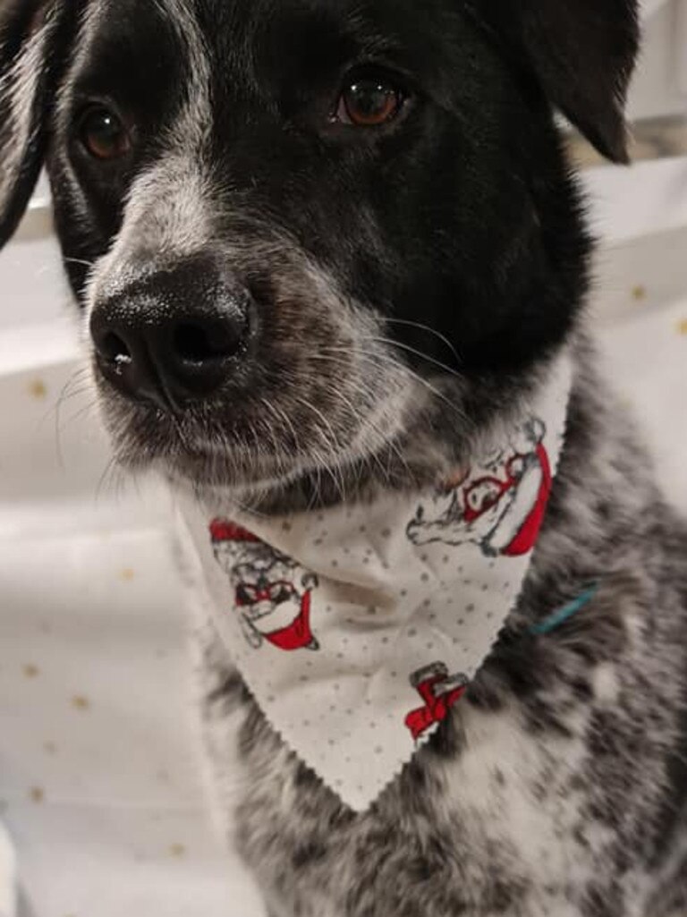 Tassie most stylish dog nominee: Aggie - Blue Heeler