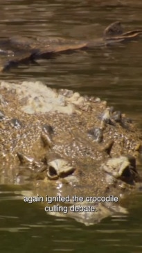 Croc cull debate reignites after FNQ man’s death