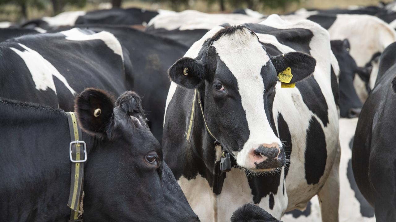 Saputo steps up as dairy index soars