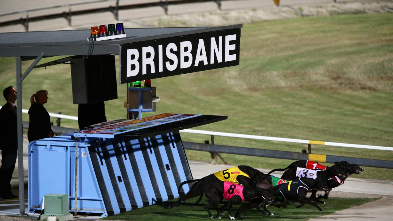 High stakes in the Derby - Greyhounds Queensland