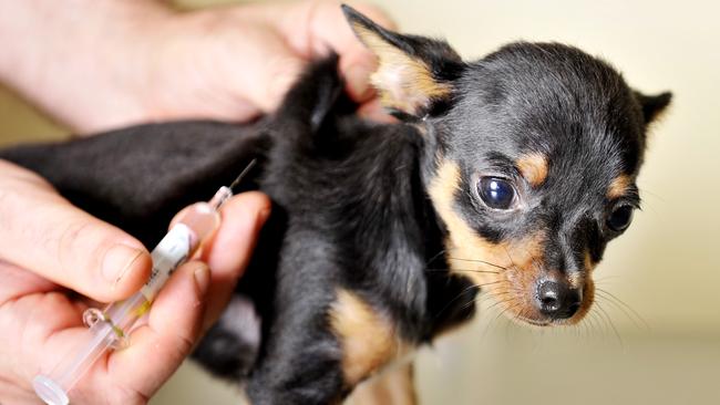 Dr Stephen Cutter gives his puppy Chihuahua 'Pox' a vaccination to prevent the current outbreak of 'Parvo' which is killing puppies. It's the worst outbreak for years and and 95 per cent of cases for dogs are fatal.