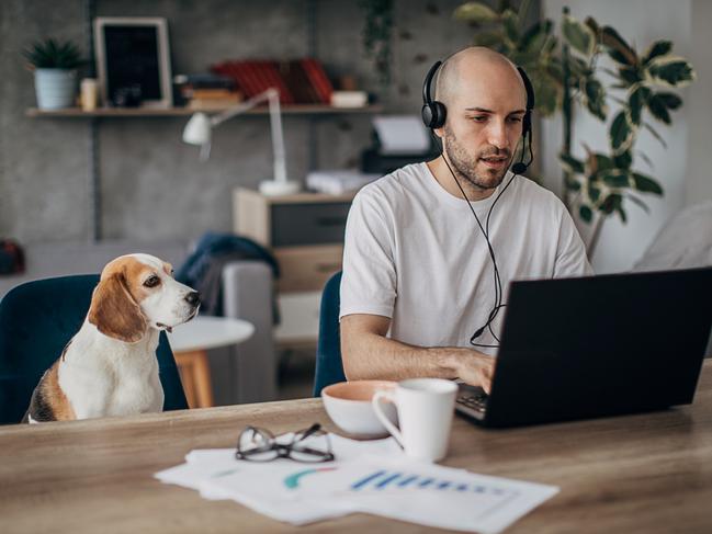 One man, young man sitting on sofa at home, working on laptop, wearing headset, his pet dog is sitting next to him on sofa.