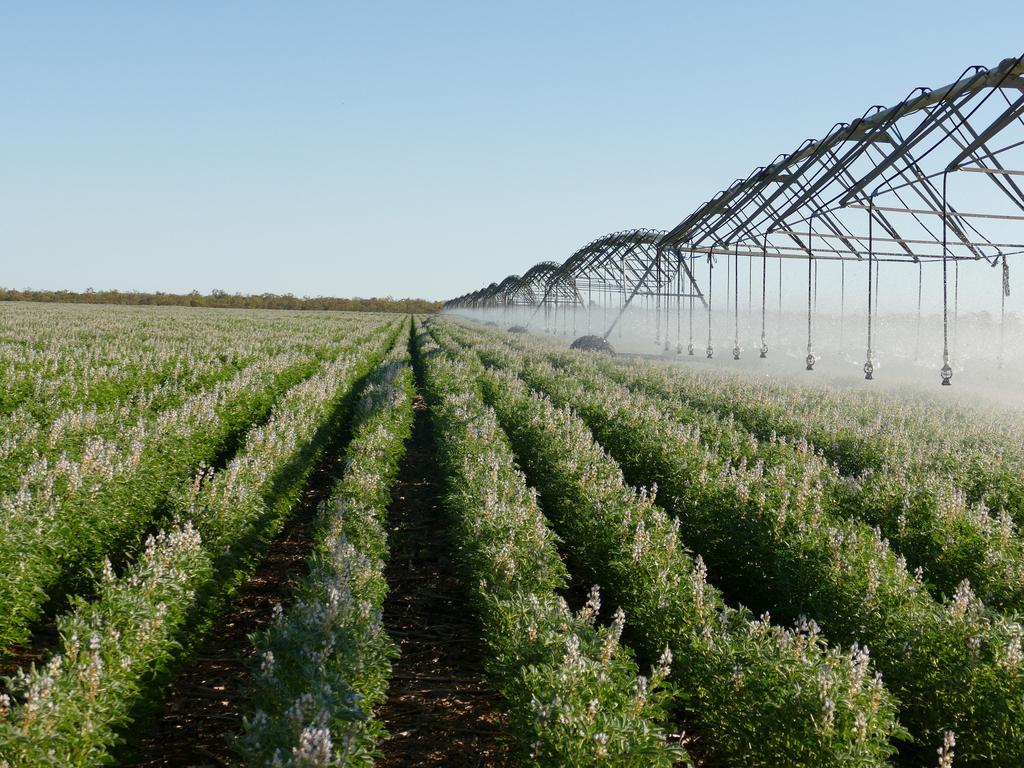 St Ronans is one of the few farms in the Far North that have overcome oppressive conditions to grow dryland cotton. Picture: The Weekly Times.