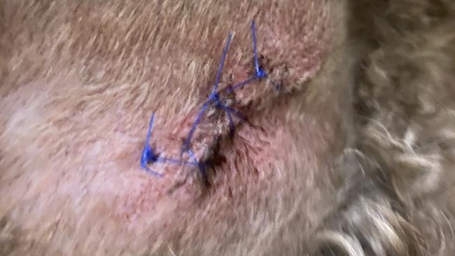 Innocent spoodle Maggie Mae was attacked by what was suspected as a staffy at LM Graham Reserve in Fairlight. Picture: supplied