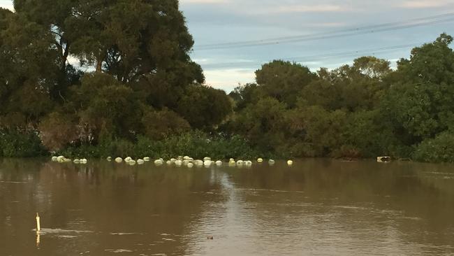 Crops floating down South Creek. Picture: David Wu