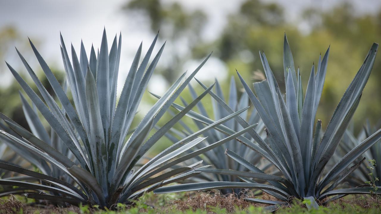 Agave key for nation’s tequila sunrise industry, say Eden Lassie ...