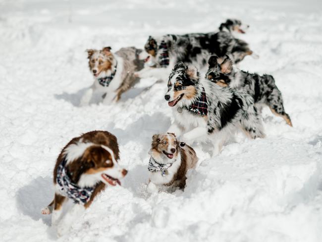Lola the Mini Aussie ... “When you are literally having the time of your life and you can’t stop smiling... and also always the smallest fluff butt in the crew. #SmallFry” Picture: Instagram