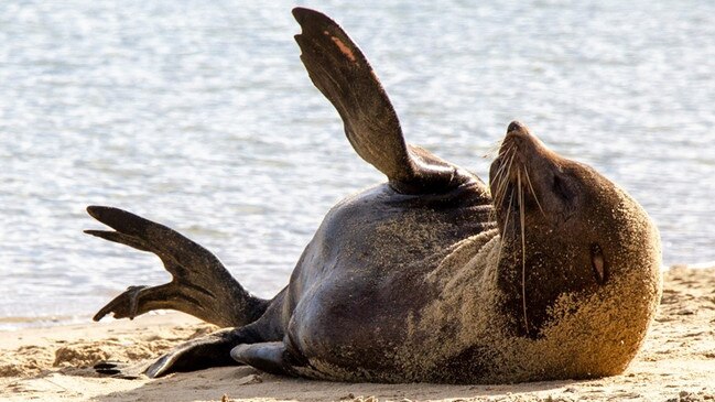The seal at Quiet Corner, Black Rock. Picture: Kim Croker, Marine Mammal Rescue Unit volunteer.