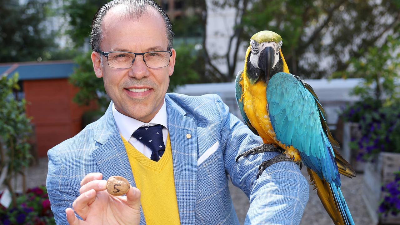 CEO of the Doltone House Group Paul Signorelli with Bruce the Macaw, who chose who he thinks will win The Everest at Randwick this weekend. He chose number 5. Picture: Rohan Kelly