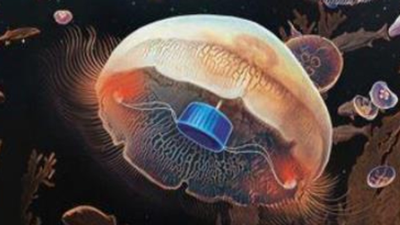 The prosthetic helps the jellyfish swim three times faster Picture: Rebecca Konte/Caltech/via Reuters