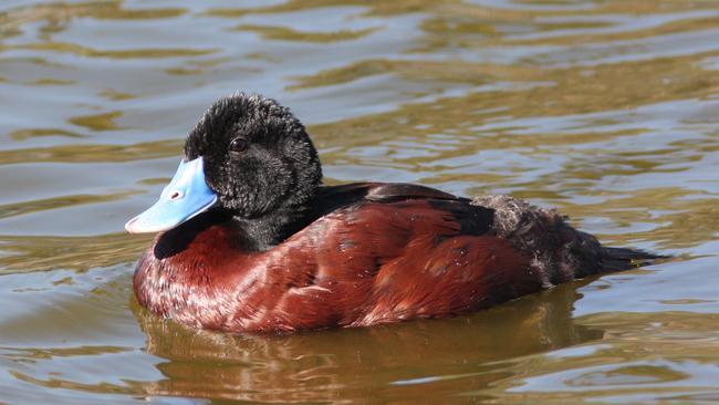 The blue-billed duck calls the lake home.