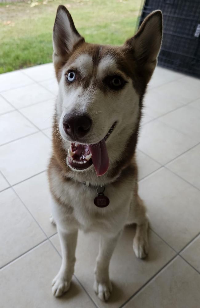 Mercie: Chantelle N Jess Ludkin's 14 month old Siberian Husky