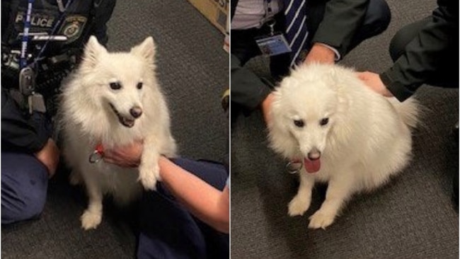 Atlas has since been reunited with her owners. Picture: NSW Police Force
