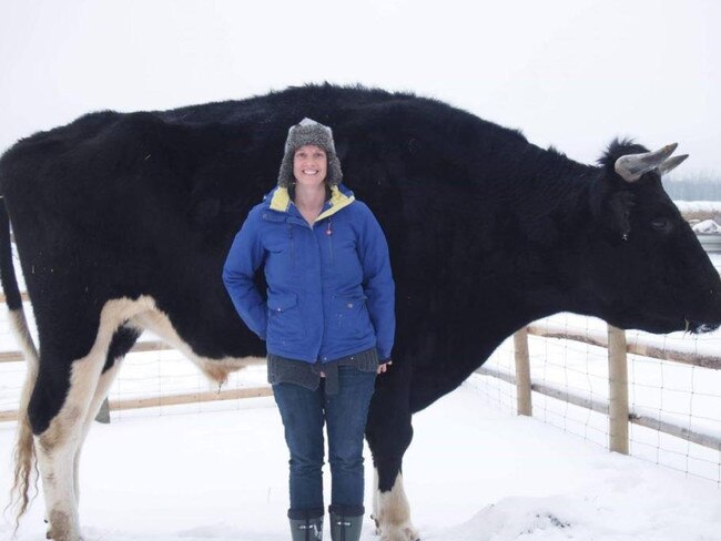 A Canadian farmer says they have a cow an inch taller than Knickers. Picture: Facebook