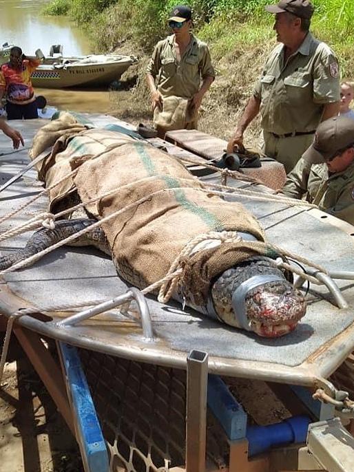 The 4.5m croc caught in the Daly River by a team of rangers and police on Saturday. Picture: Supplied