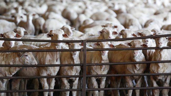 Sheep in pins awaiting loading on trucks bound for live export at Peel Feedlot, Mardella, Western Australia. Picture: Philip Gostelow/The Australian