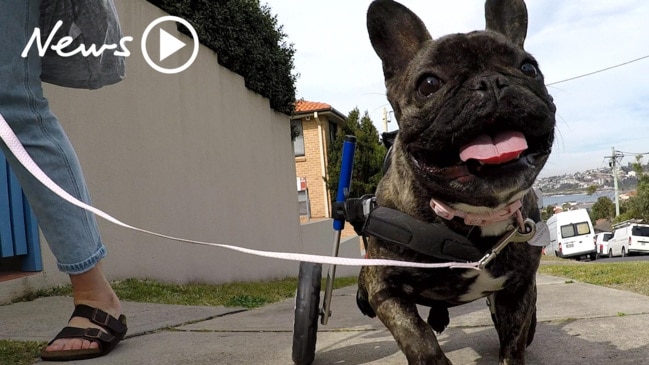 Zelda the wheelchair French Bulldog!