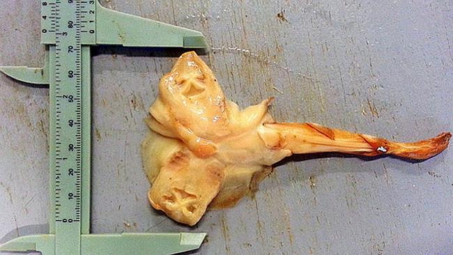 The two-headed ray discovered by an Australian researcher.